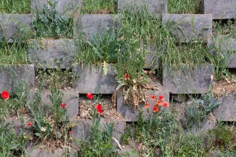 Concrete block wall with meadow flowers and grass Stock Photos