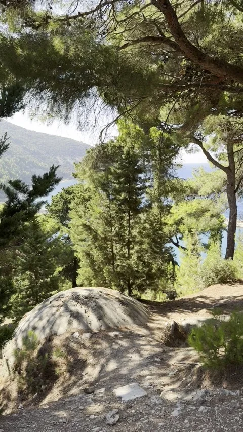 Concrete Bunker and Trenches Hidden in Pine Forest on Sazan Island, Albania Stockbeeldmateriaal 343391200