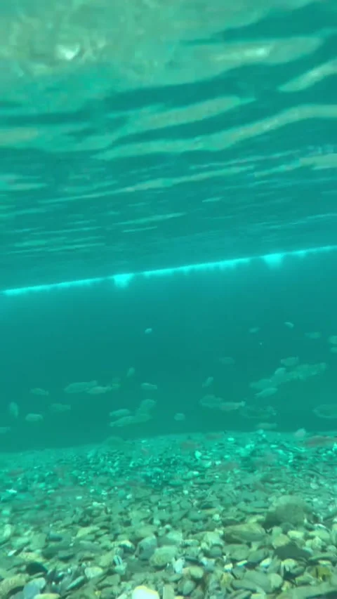 Concrete Dam with Water Overflows and Underwater Fish View Video stock 341319215