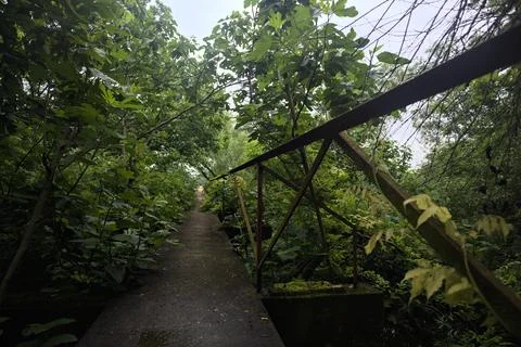 Concrete footpath in a forest Stock Photos