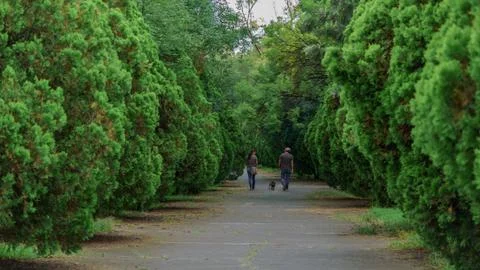 Concrete path between green trees Stock Photos