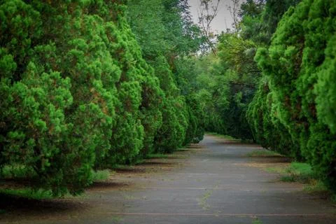 Concrete path between green trees Foto stock