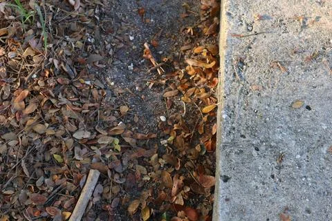 Concrete path border edge dry leaves ground texture Stock Photos