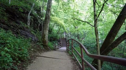 Concrete path in forest Stock Photos