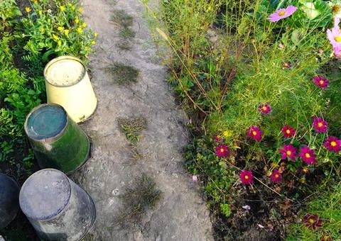 A concrete path on the garden plot overgrown with grass with metal buckets .. Stock Photos