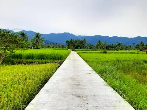Concrete Path in the Middle of Rice Fields in Indonesia Fotos de archivo