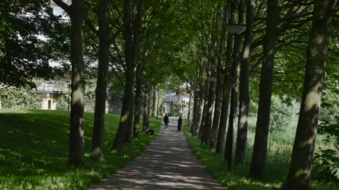 Concrete path in nature environment Vídeo Stock 263976947