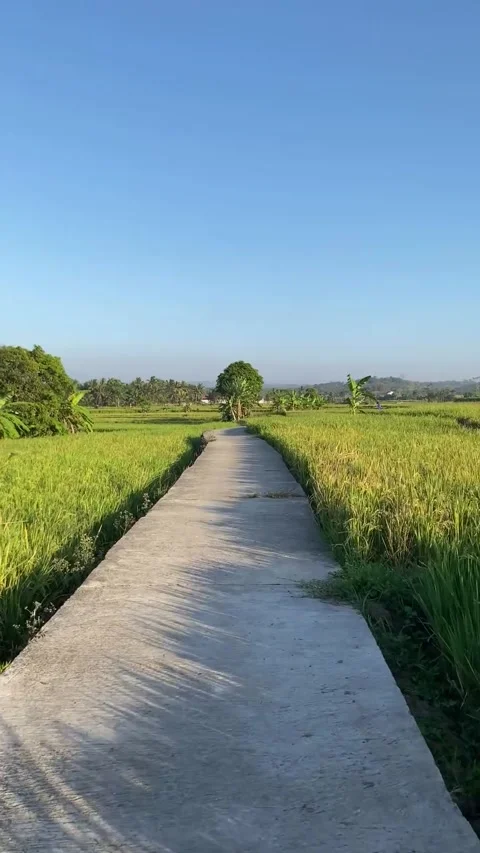 Concrete Path Through Lush Green Paddy Field Video stock 343557479