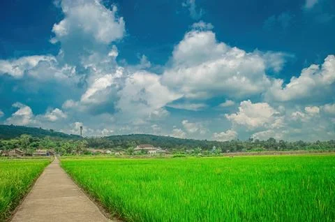 Concrete path through lush green rice fields under a blue sky with fluffy c.. Stock Photos