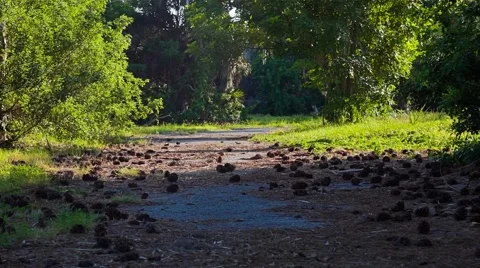 Concrete Pathway Covered With Pine Cones and Pine Needles Video stock 62767650