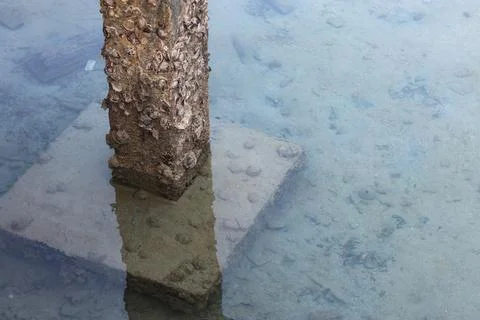 Concrete pillar covered with barnacles in clear shallow sea water 스톡 사진
