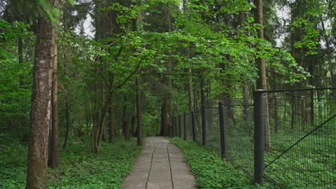 Concrete road in the forest Stock Footage 329092834