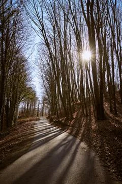 Concrete road in the forest, surrounded with trees with no leaves. Foto stock