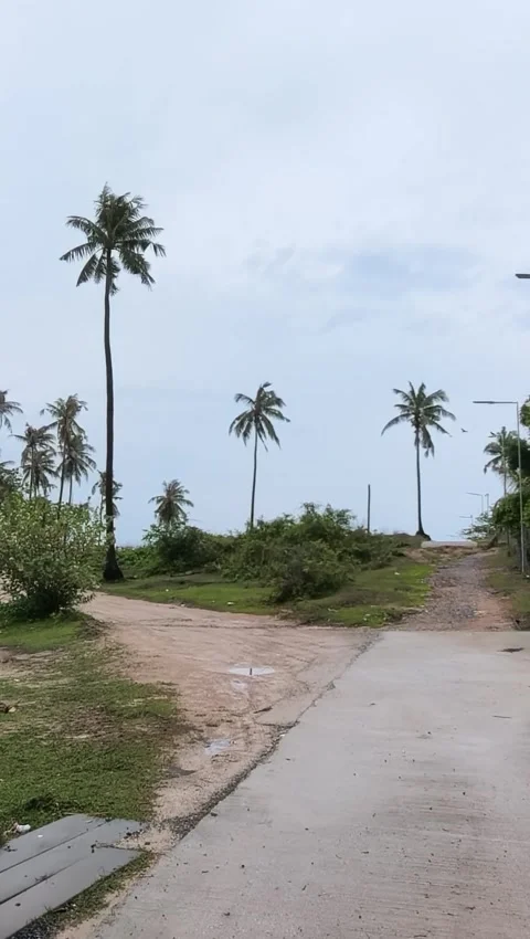 Concrete Road Junction Leading to Tropical Palm Grove Stock Footage 341008686
