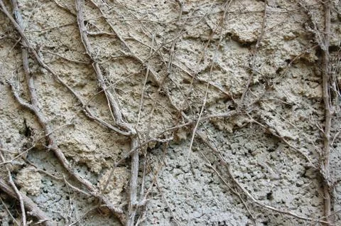 Concrete roots Stock Photos