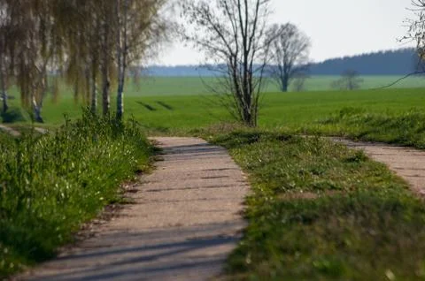 Concrete slab road between two fields with trees in spring Stock Photos