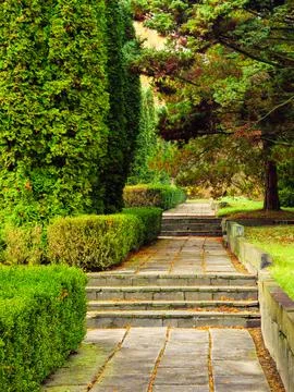 Concrete slabs and steps between thujas and pines Stock Photos