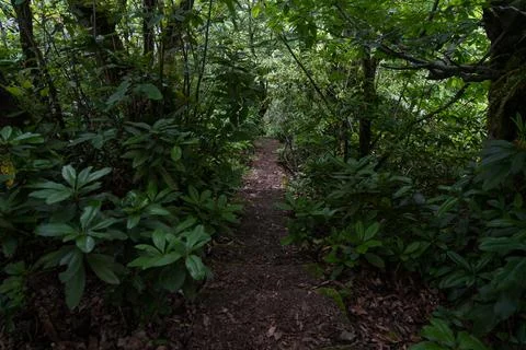 Concrete steps down in a dense forest Stock Photos