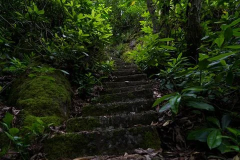 Concrete steps down in a dense forest Stock Photos