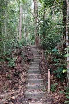Concrete steps wind through dense green forest Stock Photos
