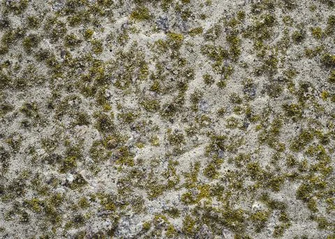 The concrete surface is covered with moss Stock Photos