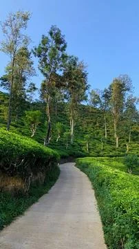 Concrete-walking-pathway-in-tea-garden-scenic-landscape Stock Photos