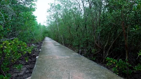 Concrete Walkway Through Dense Coastal Forest Stock-Footage 343603384