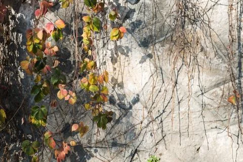 Concrete wall with shadows from trees. Surface texture. Abstract grunge bright Stock Photos