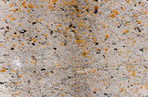 Concrete wall surface texture.Grunge backdrop. Stock Photos