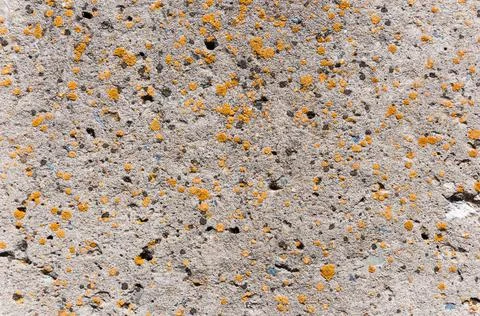 Concrete wall surface texture.Grunge backdrop. Stock Photos