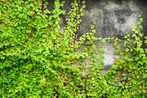 Concrete wall with tree Foto stock
