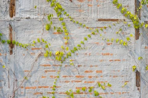 Concrete wall vines Stock Photos