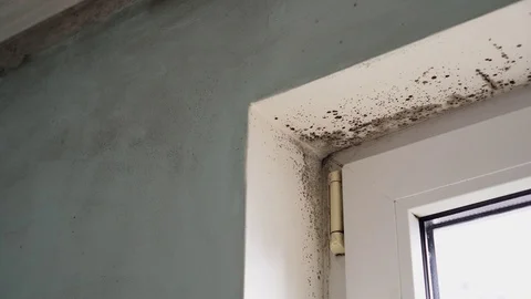 Condensate dampness black mold on window, walls and curtains Stock Footage 129874428
