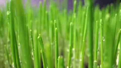 Condensation droplets cling to sprouted wheat blades in a macro shot. Brigh.. Stock Footage 301565719