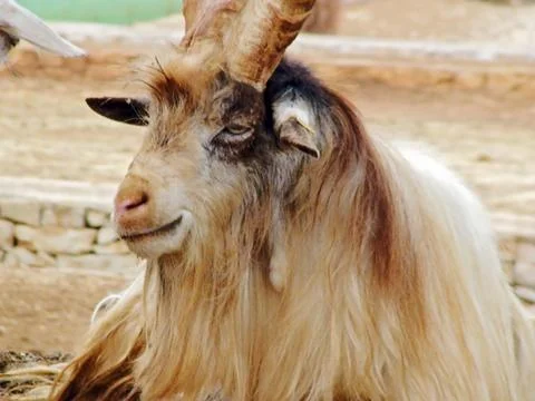 Condescending goat ammotragus lervia Stock Photos