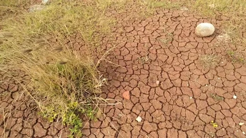 The condition of the cracked soil that occurred due to the long dry season Stock Footage 292611183