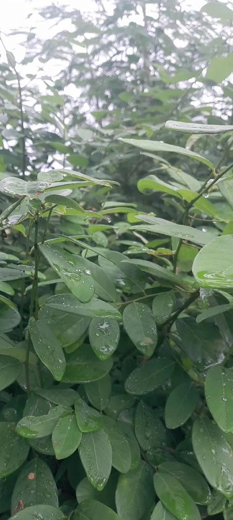 The condition of the leaves when it rains 動画素材 247450579