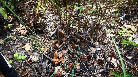 Condition in rainforest 写真素材