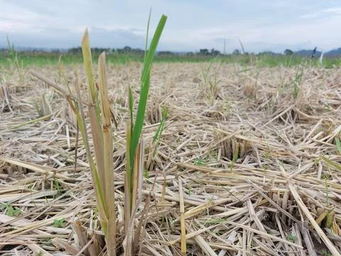 Condition of rice fields after rice harvest in Indonesia Foto stock