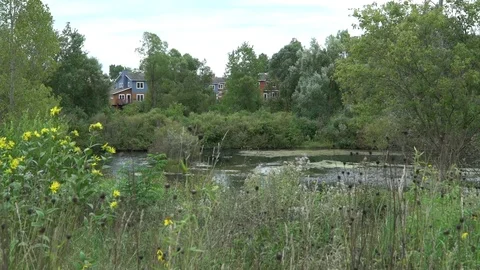CONDOMINIUM POND WILD FLOWERS Video stock 102292607