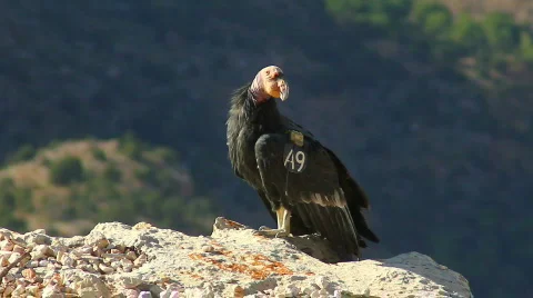 Condor 01 Stock Footage 848725