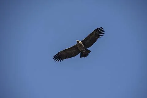 Condor  1 Fotos de archivo