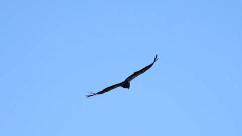 Condor banking in flight against blue sky Stock Footage 344086432