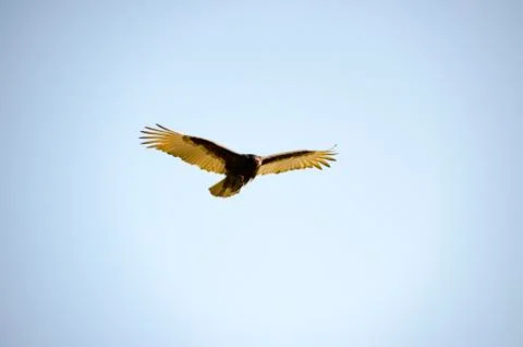 Condor Buzzard bird in flight Stock Photos