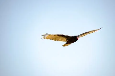 Condor Buzzard bird in flight Stock Photos