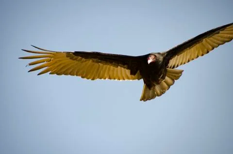 Condor Buzzard bird in flight Stock Photos