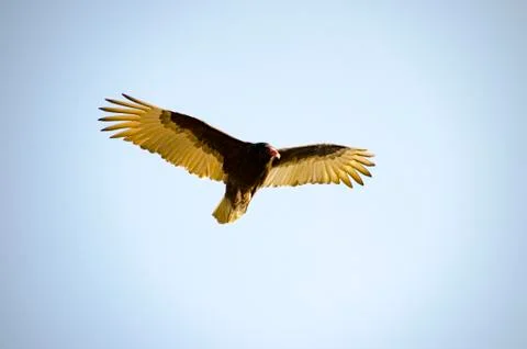 Condor Buzzard bird in flight Stock Photos