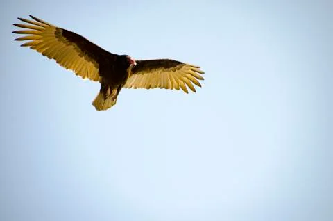 Condor Buzzard bird in flight Stock Photos