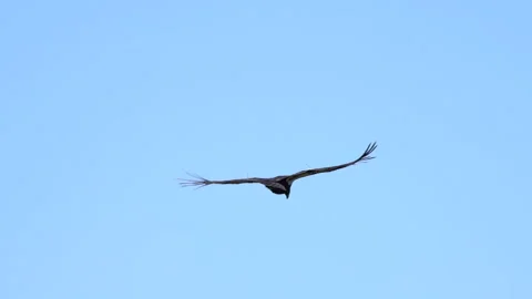 Condor circling in a clear blue sky Stock Footage 344086911