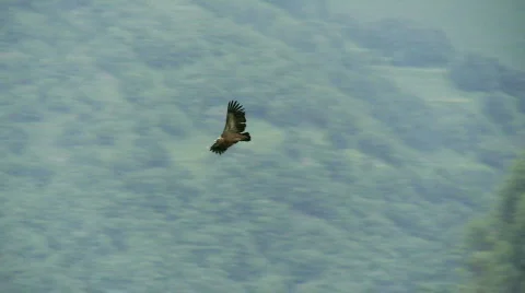 Condor eagle flying Stock Footage